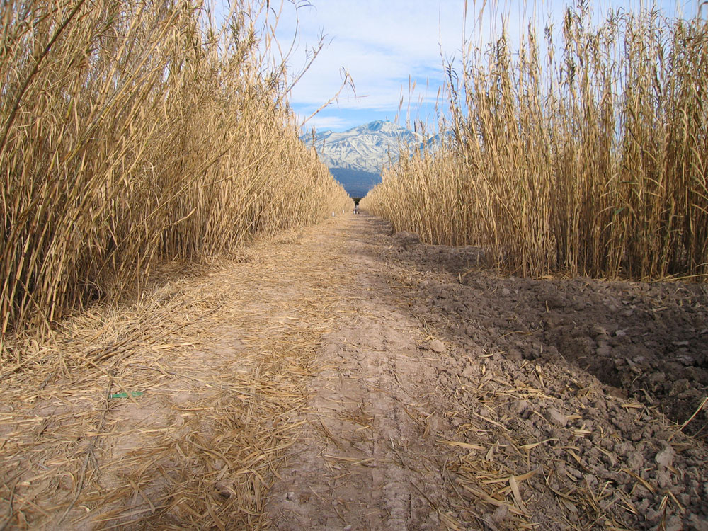 Gonzalez reeds